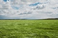 Green wheat fields Royalty Free Stock Photo