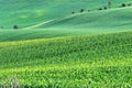 Green wheat fields,Moravia rolling hills landscape Royalty Free Stock Photo