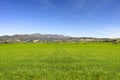 green wheat fields on hills Royalty Free Stock Photo