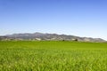 green wheat fields with mountain and blue sky Royalty Free Stock Photo