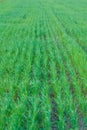 Green wheat fields in spring Royalty Free Stock Photo