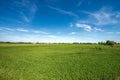 Green Wheat Fields in Springtime - Padan Plain or Po valley Lombardy Italy Royalty Free Stock Photo