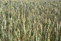 Green wheat fields sprout in the spring in eastern Europe, the main food for people Royalty Free Stock Photo