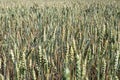 Green wheat fields sprout in the spring in eastern Europe, the main food for people Royalty Free Stock Photo