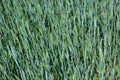 Green wheat filed Royalty Free Stock Photo
