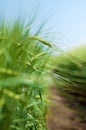 Green wheat filed Royalty Free Stock Photo