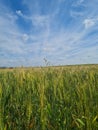 green wheat filed with clear blue sky spring on a sunny day Royalty Free Stock Photo