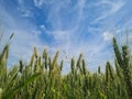 green wheat filed with clear blue sky spring on a sunny day Royalty Free Stock Photo