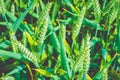 Green wheat filed in evening light. Close up Royalty Free Stock Photo