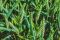 Green wheat filed in evening light. Close up Royalty Free Stock Photo