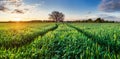 Green Wheat flied panorama with tree at sunset, rural countryside