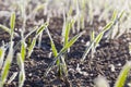 Green wheat in frost, close-up Royalty Free Stock Photo