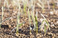 Green wheat in frost, close-up Royalty Free Stock Photo