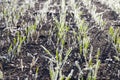 Green wheat in frost, close-up Royalty Free Stock Photo