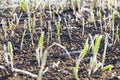 Green wheat in frost, close-up Royalty Free Stock Photo