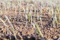 Green wheat in frost, close-up Royalty Free Stock Photo