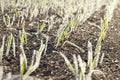 Green wheat in frost, close-up Royalty Free Stock Photo