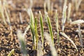 green wheat in a frost Royalty Free Stock Photo