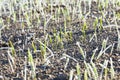 Green wheat in a frost Royalty Free Stock Photo