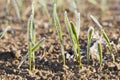 Green wheat in a frost Royalty Free Stock Photo