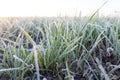 Green wheat, frost Royalty Free Stock Photo