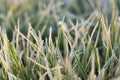 Green wheat, frost Royalty Free Stock Photo