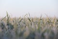 Green wheat, frost Royalty Free Stock Photo