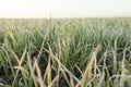 Green wheat, frost Royalty Free Stock Photo