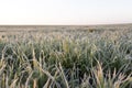 Green wheat, frost Royalty Free Stock Photo