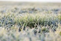 Green wheat, frost Royalty Free Stock Photo