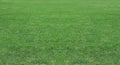 Green wheat on a grain field grass