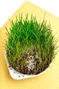 Green wheat grass with mustiness isolated