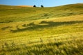 Green Wheat Grass Patterns Palouse Washington