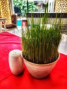 Green wheat grass in a pot Royalty Free Stock Photo