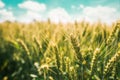 Green wheat growing in cultivated field