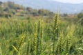 Green wheat growing in a field