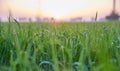 GREEN WHEAT GROWS, GRASS ON THE FIELD