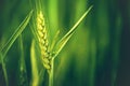 Green Wheat Head in Cultivated Agricultural Field Royalty Free Stock Photo