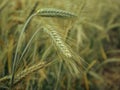 Green wheat head in cultivated agricultural field, early stage of farming plant development, retro toned. Royalty Free Stock Photo