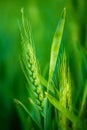 Green Wheat Head in Cultivated Agricultural Field Royalty Free Stock Photo