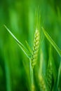 Green Wheat Head in Cultivated Agricultural Field Royalty Free Stock Photo