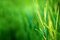 Green Wheat Head in Cultivated Agricultural Field Royalty Free Stock Photo