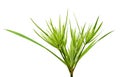 Green Wheat Head in Cultivated Agricultural Field. Royalty Free Stock Photo