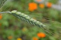 Green wheat heads close up Royalty Free Stock Photo