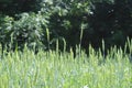 Green Wheat Growing in a Field with Trees in the Background Royalty Free Stock Photo