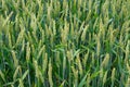 Green wheat Royalty Free Stock Photo
