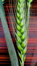 Green wheat leaf buds Royalty Free Stock Photo