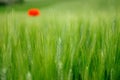 Green wheat and lone poppy Royalty Free Stock Photo