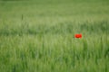 Green wheat and lone poppy Royalty Free Stock Photo