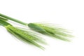 Green wheat